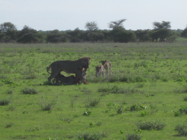 Etosha 387.jpg